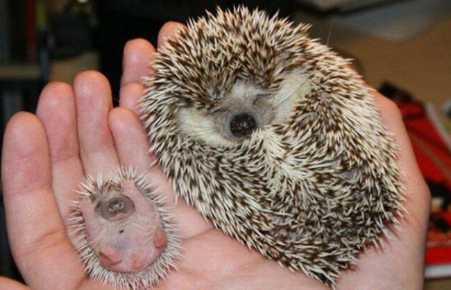KnowFactsDaily's tweet image. 11 Cute Animals With Their Smaller Versions. When You See It Your Heart Will Melt!
bit.ly/1FKgBtN