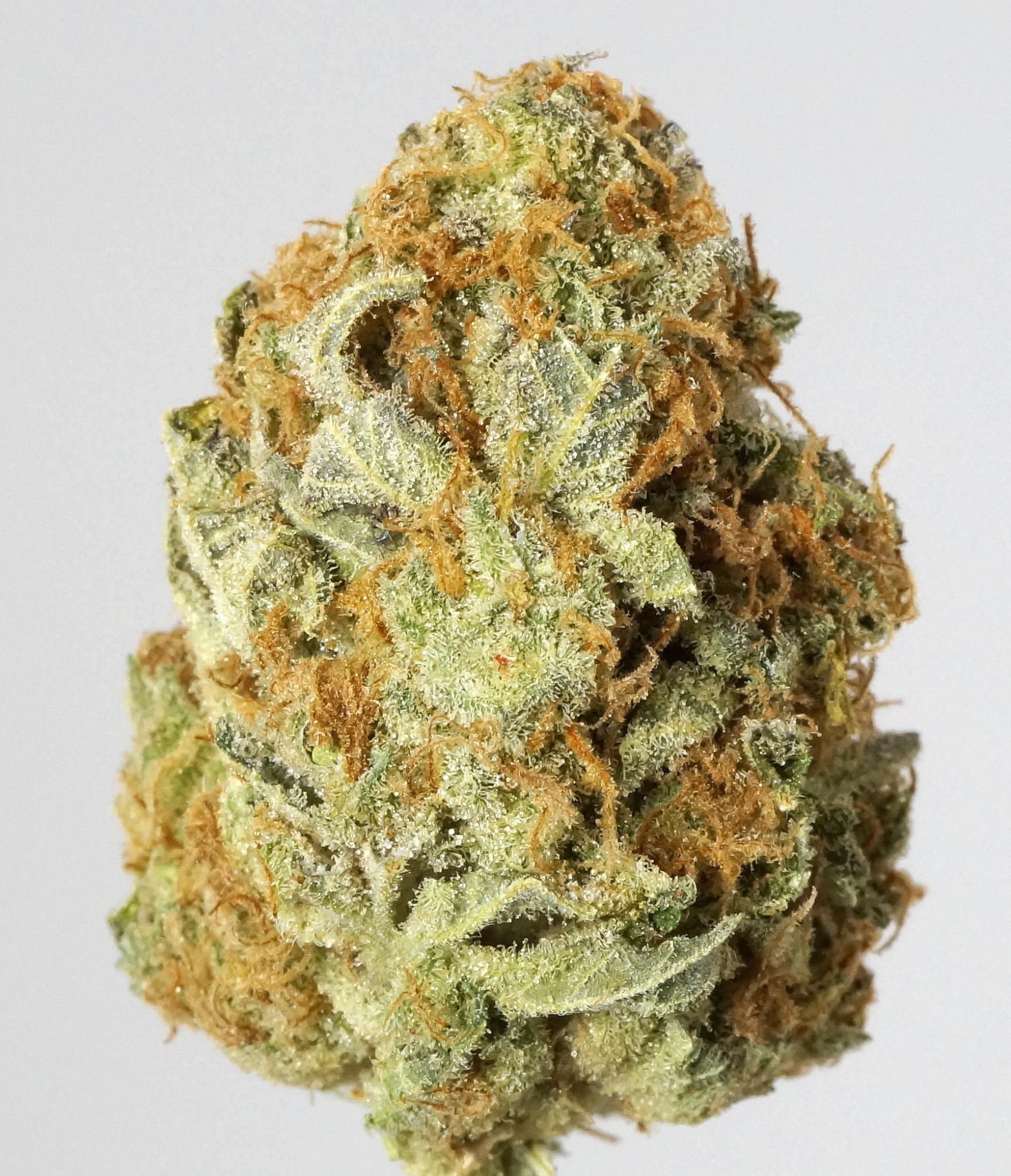 Jesse Grove Strain Agent Orange Marijuana Cannabis Weed Mmj Agentorange Http T Co Cha4sld2xx Twitter