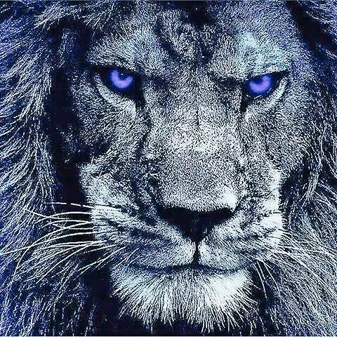 So Ready for my boys to play the Cowboys!!!! #OnePride