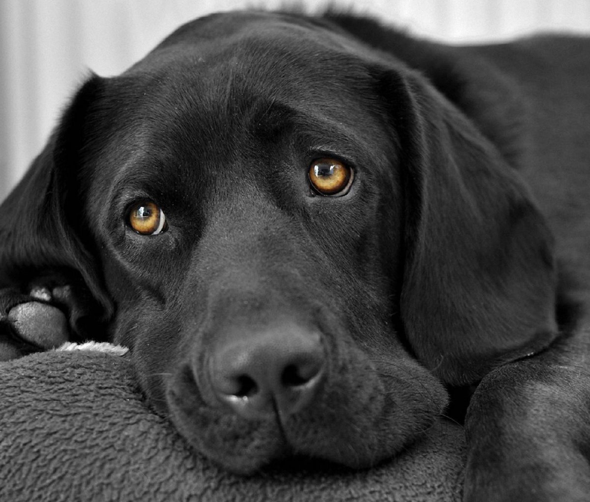 TeloDog's tweet image. Life is beautiful but so short. Extend it for #Dog &amp;amp; Master w/ TELO-20 &amp;amp; TELO-100 bit.ly/1shczT8 #longevity