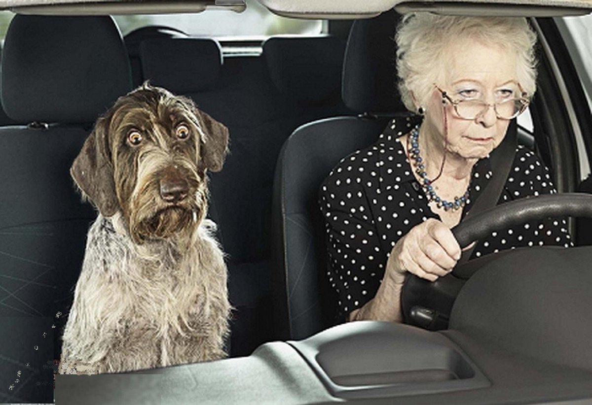 TeloDog's tweet image. And when your dog get's this look on his face...time to hang up the keys!  LOL via @FriskyFatFeliney