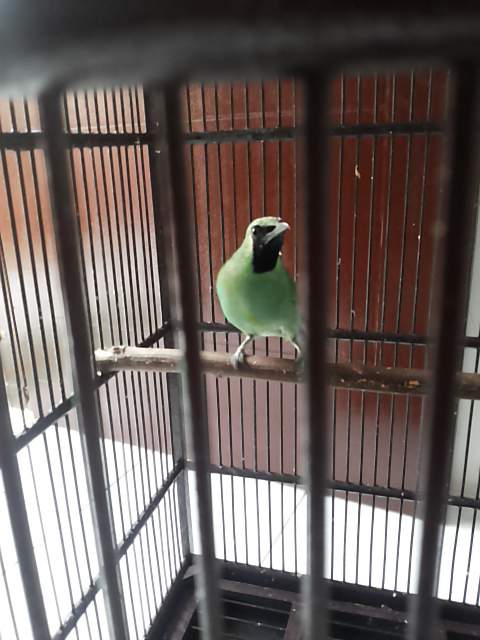 unang45's tweet photo. @faniWP ini burung ijo http://t.co/oFm0QawHqz