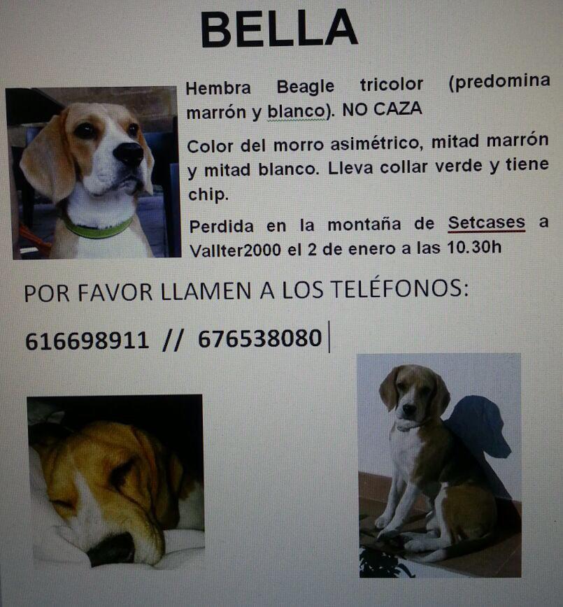 ramoncolet's tweet photo. Gosseta peduda d'una família amiga meva. FEU RT,PER FAVOR,Gràcies !! @ElisabethLH @chperez79 @jvintrom @davidalba_09 http://t.co/MVFEQgQfuU