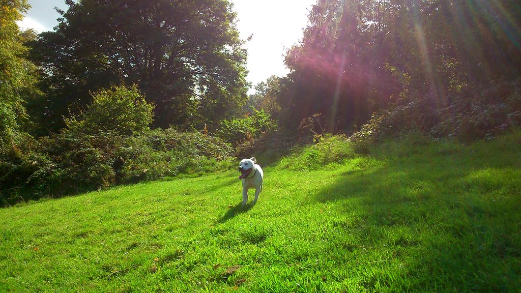 staffiewalking's tweet photo. Happy summer memories of Williamson Park,  Lancaster in September. Bring back the sunshine!!! http://t.co/RYgrZzK31g