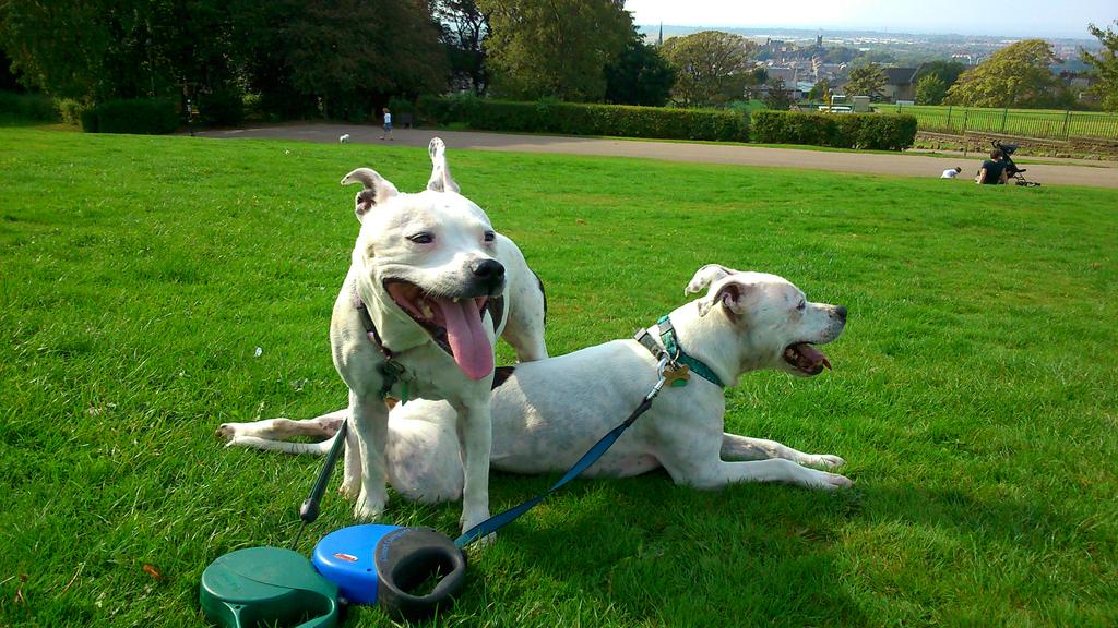 staffiewalking's tweet photo. Happy summer memories of Williamson Park,  Lancaster in September. Bring back the sunshine!!! http://t.co/RYgrZzK31g