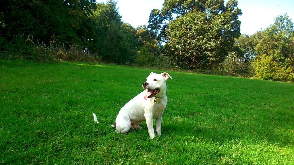 staffiewalking's tweet photo. Happy summer memories of Williamson Park,  Lancaster in September. Bring back the sunshine!!! http://t.co/RYgrZzK31g