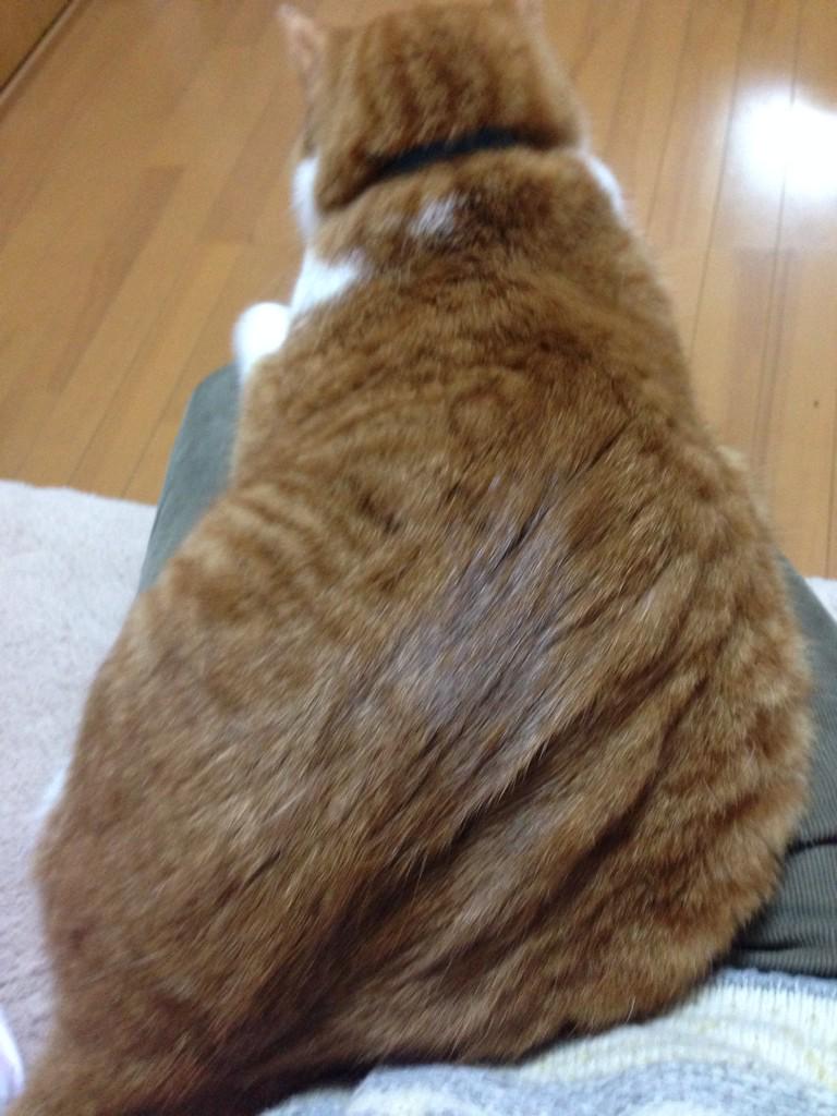 yuuerichan's tweet photo. デカイ猫‼︎ http://t.co/30V59T8Nq7