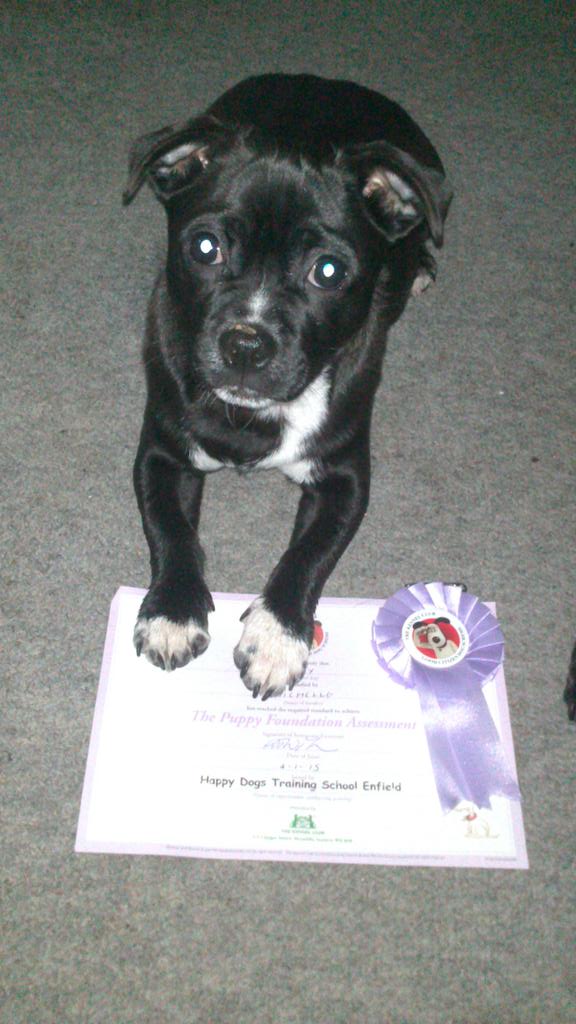Shell_1976_'s tweet photo. My baby boy Buddy today passed his puppy foundation with distinction. Love my boys so much. Thanks @HappyDogEnfield http://t.co/ICE4RT7kAL