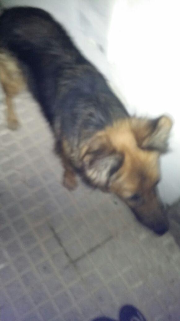PlataformaNala's tweet photo. @GermanSheperdss Noa fue abandonada el dia 31,está en la perrera Sevilla, necesita ACOGIDA/ADOPCION, se dará castrada http://t.co/DviFJAhYf6
