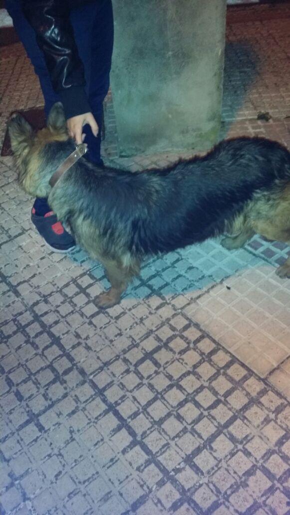 PlataformaNala's tweet photo. @GermanSheperdss Noa fue abandonada el dia 31,está en la perrera Sevilla, necesita ACOGIDA/ADOPCION, se dará castrada http://t.co/DviFJAhYf6