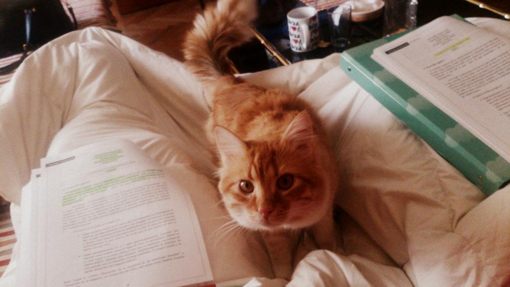yaaiGutierrez's tweet photo. A él que no se lo cuenten. @EleniusM http://t.co/1Ycpz3dPYR