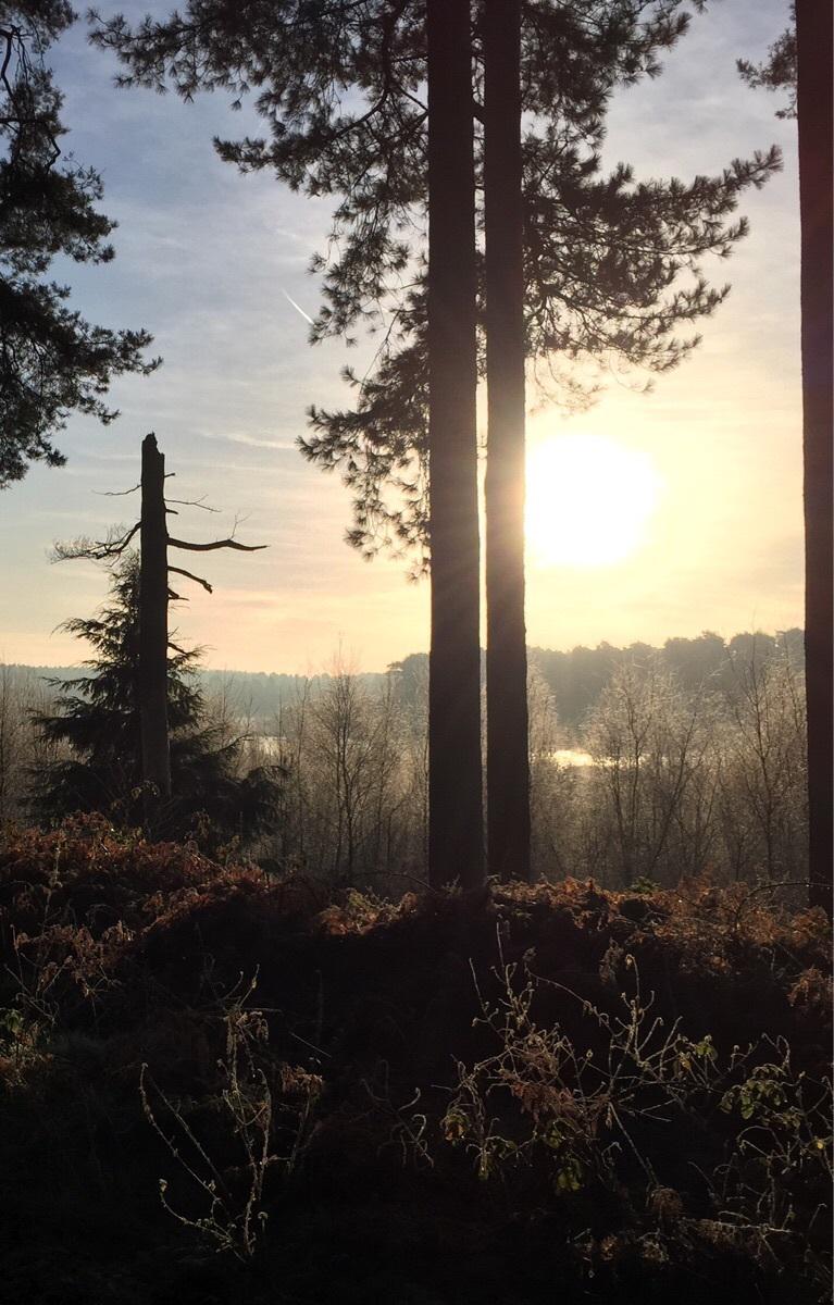 My childhood woodland:

“<a href="/Vexyvox/">Vexy Vox</a>: Delamere Forest, Cheshire, UK ”