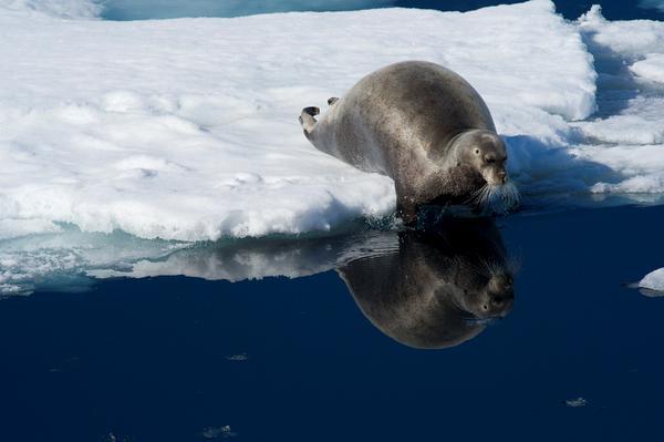 See photos of stunning wildlife and epic landscapes in the #79DegreesNorth exhibition, on now at the Maritime Museum
