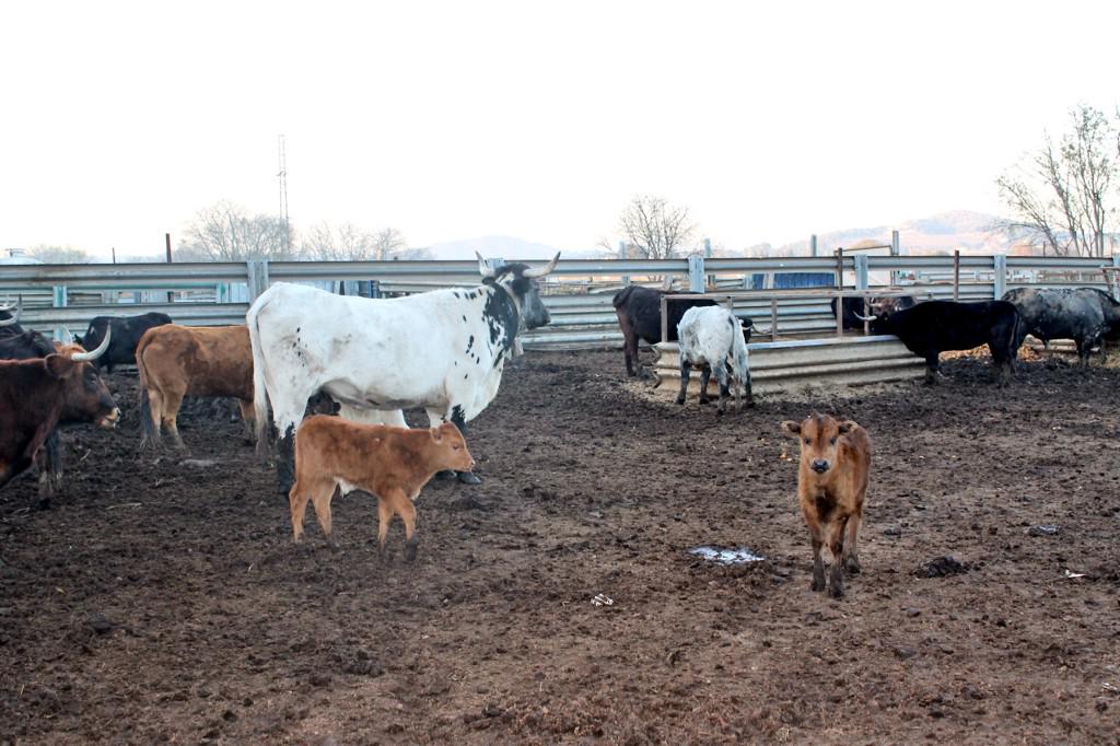 Ganaderia G.Gamón (@g_gamon) on Twitter photo 