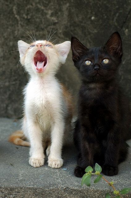 havvasu1a's tweet photo. http://t.co/khHjyLXufs