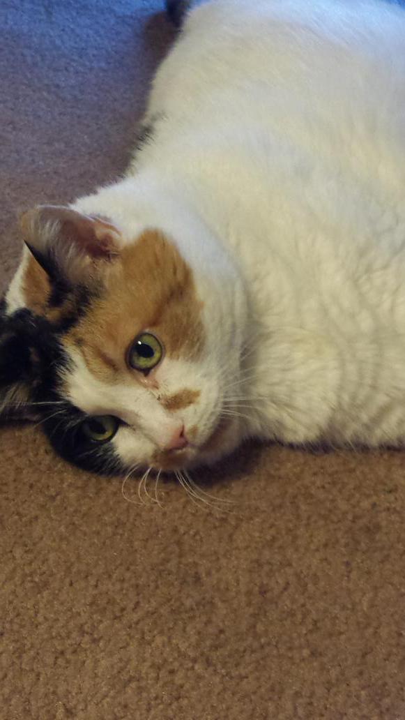 Tumbles6's tweet photo. Who Dey, Who Dey, Who Dey gonna get me something to eat #meowDey http://t.co/leEtyjZEGs