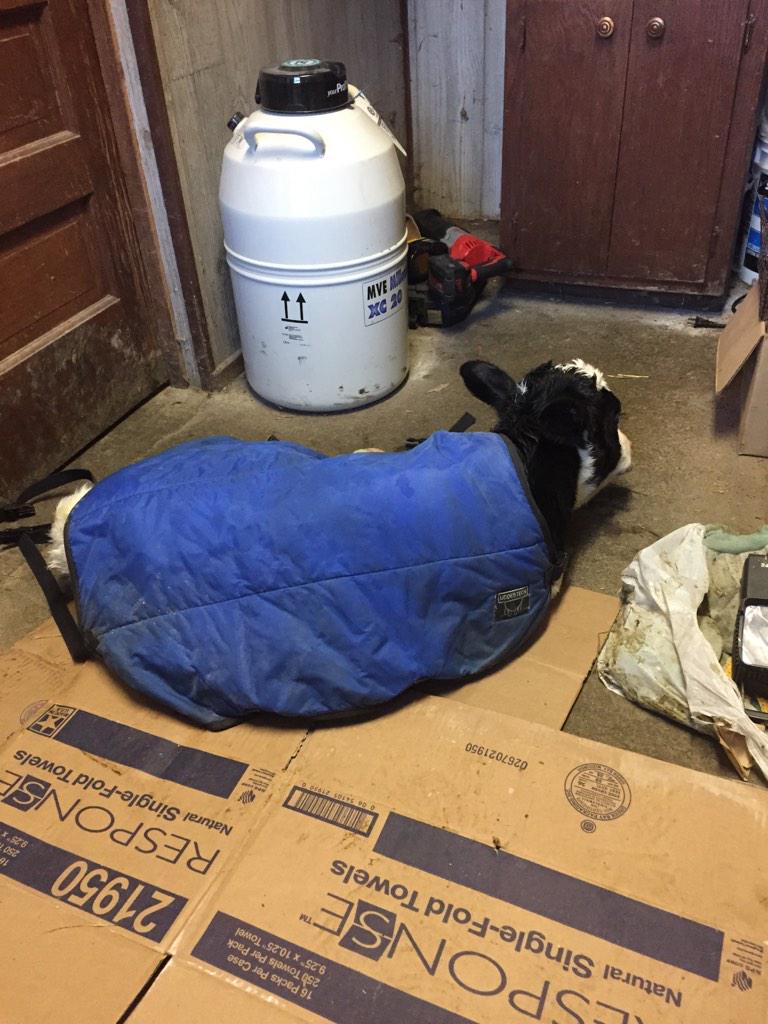 zweberfarms's tweet photo. New baby born on this cold morning. She is hanging out on the floor of the office warming up and drying off. http://t.co/uIhFTEVmYZ