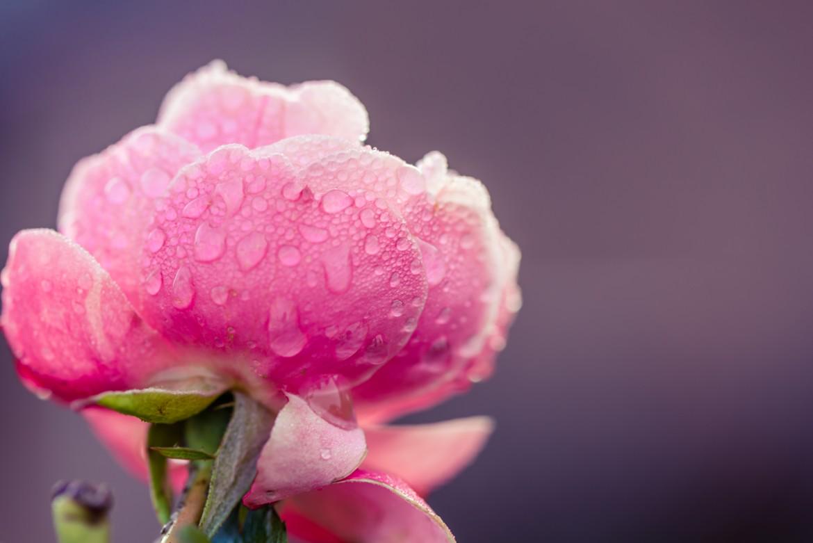The Rose from Heaven by Igor Danajlovski Photography #photo #nature #macro #фото #природа #макро