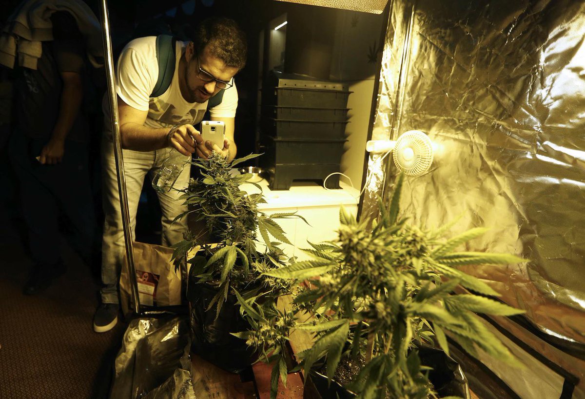 выращивание к марихуаны в голландии