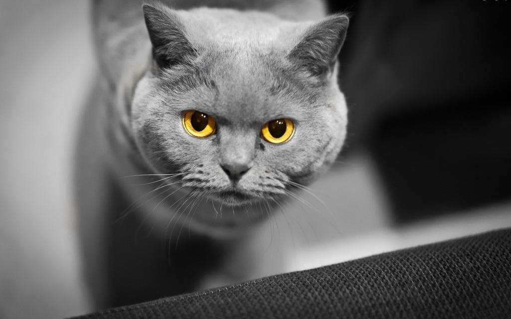 СВК (@svkrostov) on Twitter photo 