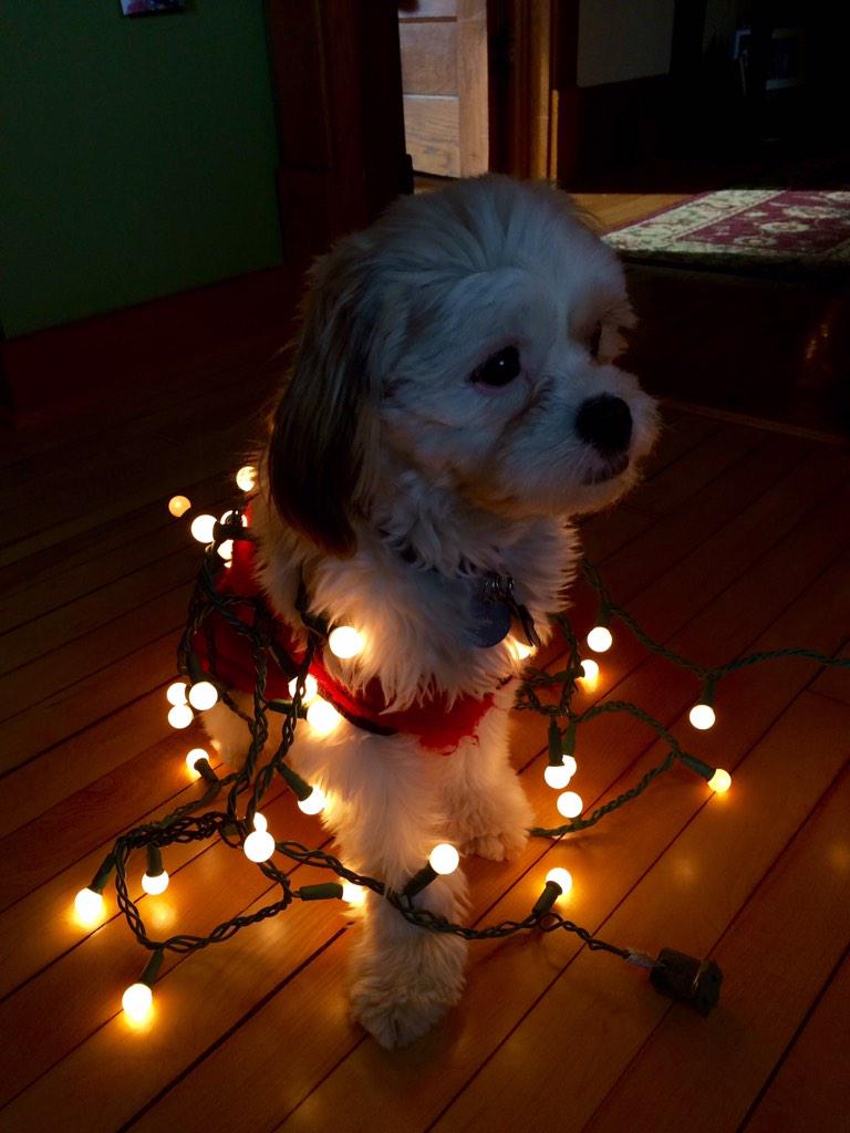 fluffyarchie's tweet photo. am i a christmas tree yet?!🎄 http://t.co/cMQYBCguOo