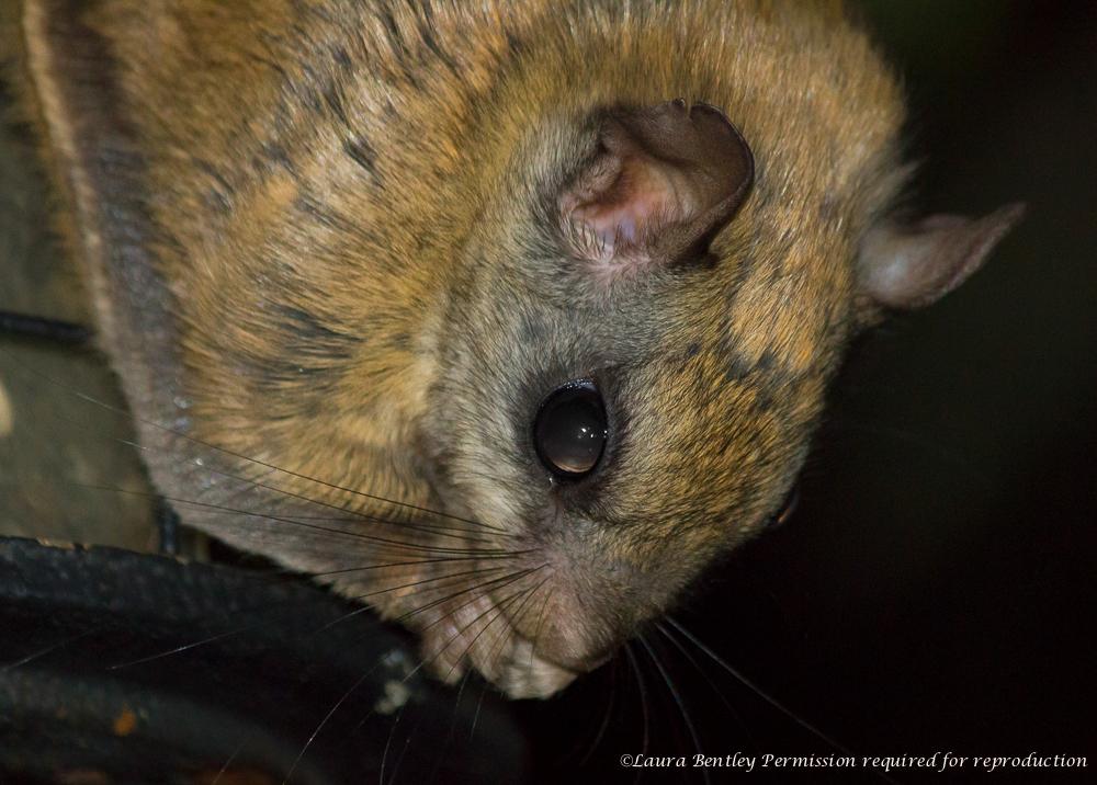 ABBestphotos's tweet photo. #NorthernFlyingSquirrel only one I've ever seen(Sept 2014) are #Nocturnal &amp; apparently the most socialble. http://t.co/AboCQw0KLI