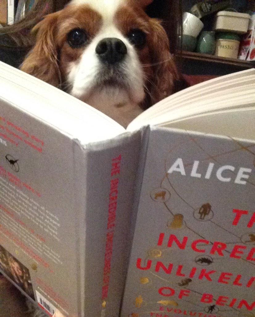 theAliceRoberts's tweet photo. A new view of my readership MT “@aimee_e27: Snuggled up (w/ dog) amazing mix of anatomy, development &amp; evolution! http://t.co/pZPYM20oaB”