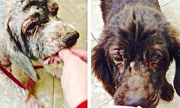 "@AmyRoseKathryn: Blind pup and his seeing eye dog rescued from extreme neglect need a home http://t<a class="tags" target="_blank" title="On Twitter" href="/?out=eyJ0eXAiOiJKV1QiLCJhbGciOiJIUzUxMiJ9.eyJpYXQiOjE3MjE1OTIxNzUsImlzcyI6InR3cG9ybnN0YXJzLmNvbSIsIm5iZiI6MTcyMTU5MjE3NSwiZXhwIjoxNzUzMTI4MTc1LCJyZWRpcmVjdF91cmwiOiJodHRwczovL3R3aXR0ZXIuY29tL0FteVJvc2VLYXRocnluIn0.jtyzRNDFVt_aqI4wwmsX1IWdyNjztiJKjZQP1cu1-o8bUr4tUb4JNAbxx7QzIbkOksJpGa6j2lBbNF4QTv1t_g">@AmyRoseKathryn</a><a href="/tag/boycottthezoo"class="tags"><span>#boycottthezoo</span></a>