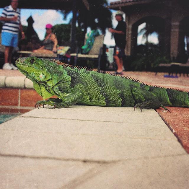 BDGallof's tweet photo. Surprise visitor at the pool today... #pool #iguana #vacation #valenciashores #boyntonbe... http://t.co/UZMTBhBB0q http://t.co/d23LxXxprC