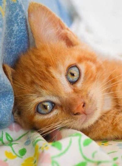 gastonargdr's tweet photo. Chi mi regalo questo dolce gatto? 😍 http://t.co/rZLkMs0mJo