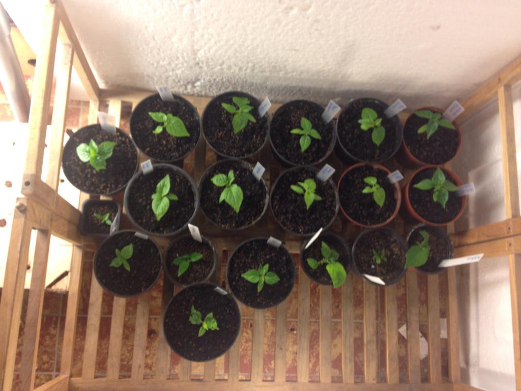 Åtta olika sorters chinensare på gång #chili