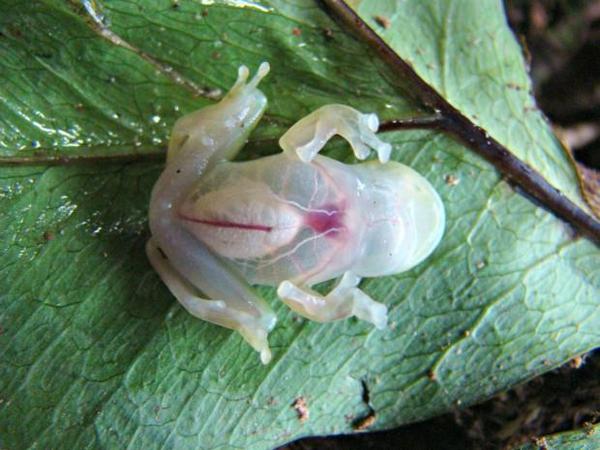 trollwag's tweet photo. “@weird_sci: Transparent rain forest frog. http://t.co/ZEysNf937e” #LCSBio