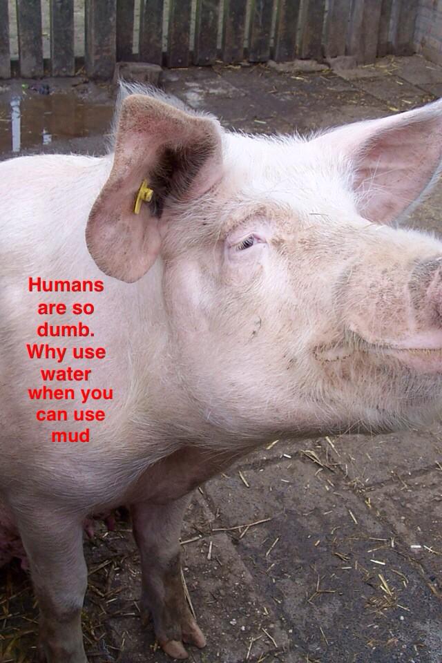 kalelthoughts's tweet photo. Pigs are so smart!! http://t.co/q9PhNd868B