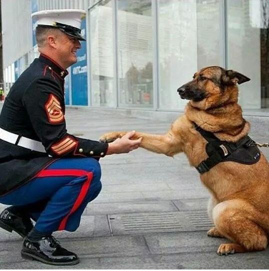 Famegiver24's tweet photo. Some heroes have paws http://t.co/eKXnDZOQZJ
