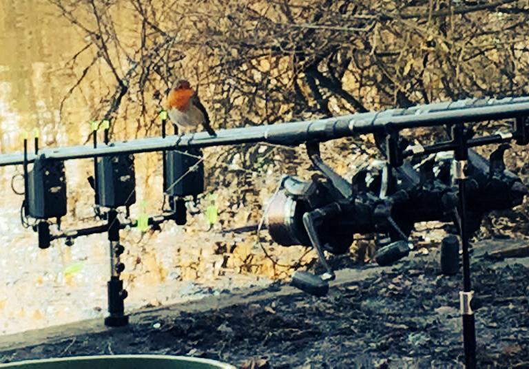 MPETackle's tweet image. A customers pic of his MPE bars and sticks with a Robin thrown in for. Good measure! #mpe mpetackle.com