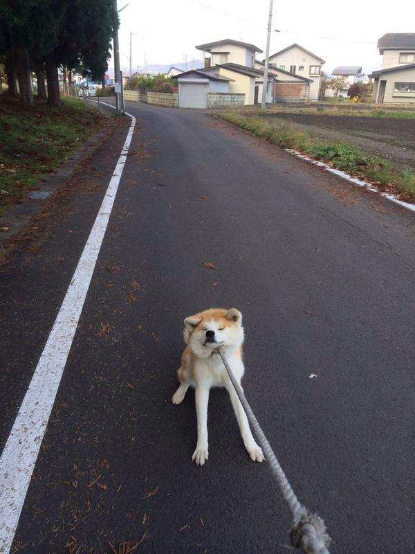 ろく Twitterissa 犬 帰りたがらない とかで探すといいのがいっぱい出てくる Http T Co 92uy4g1hzu ろく Twitterissa 犬 帰りたがらない とかで探すといいのがいっぱい出てくる Http T Co 92uy4g1hzu