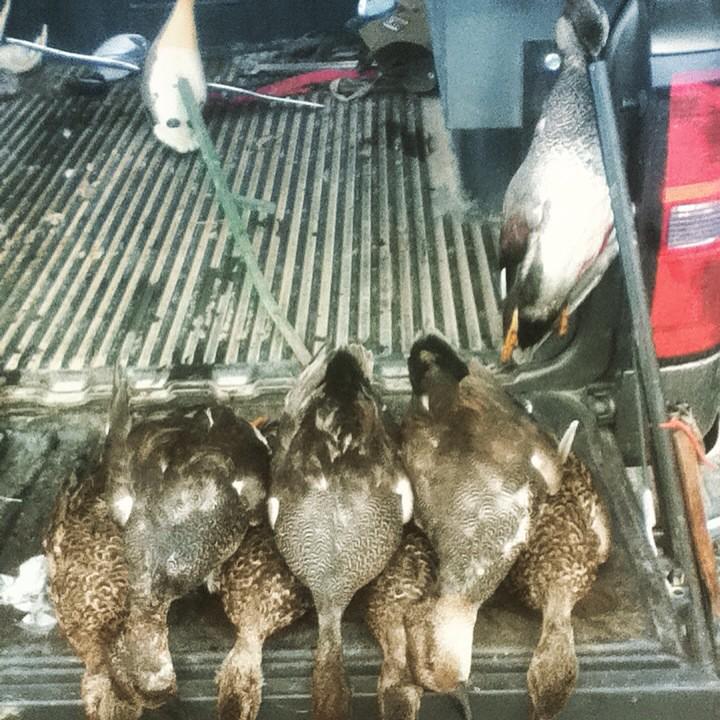 LuperJacob's tweet photo. #mallard #mallards #greenheads #woody #woodduck #ducks #duck #timberhunt #duckseason #duckhunting #waterfowl #gadwall http://t.co/iKVFsQSboG