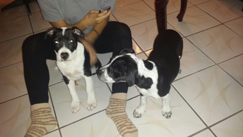 _meleeeee's tweet photo. Anybody want a dog. No bs. http://t.co/HIR7greSJv