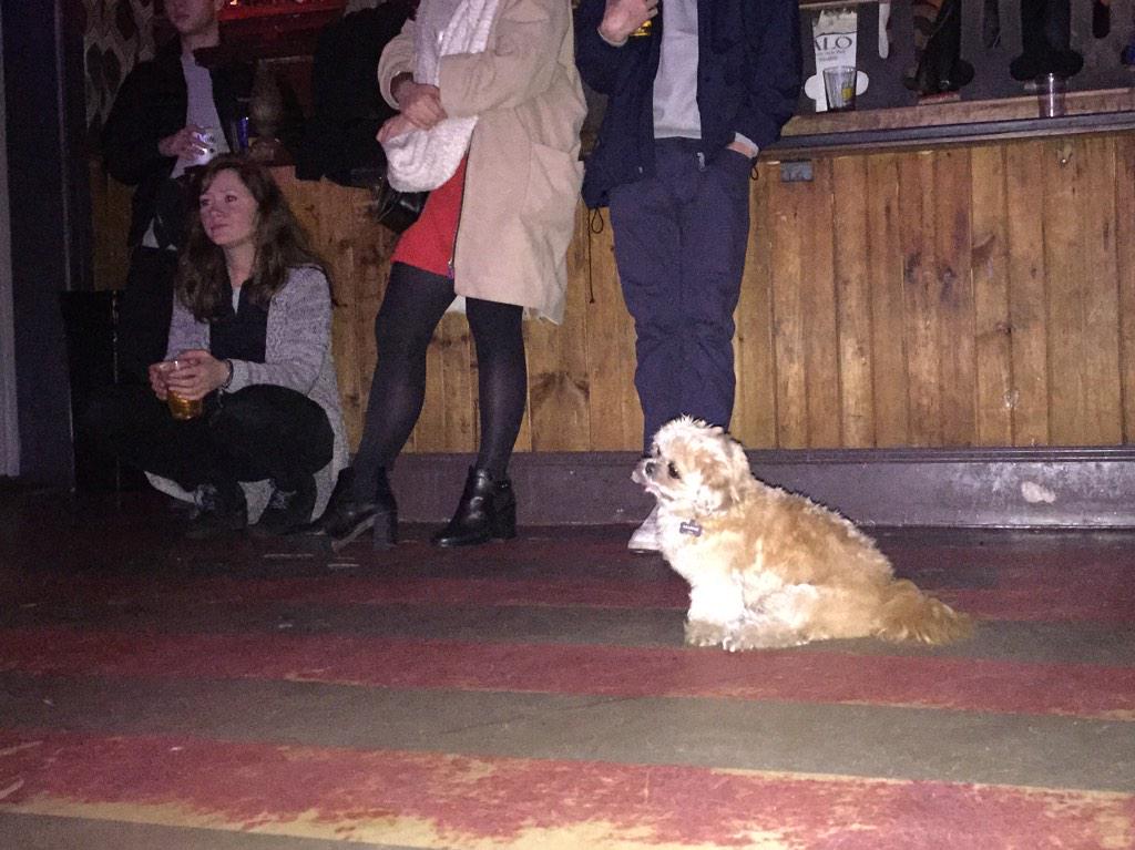 TinaTimee's tweet photo. “@MarnieTheDog: I like this song it's good @cassieramone @BabysAllRight http://t.co/hM5Bn4MBUx”@1ashbashh @MistahNick 🐶🐶