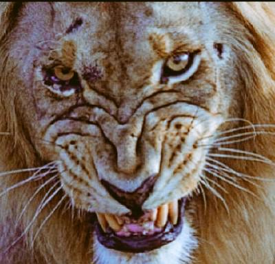 robwalkr9's tweet photo. #DetroitVsEverybody #OnePride Great season Lions. #KeepHunting http://t.co/6SQePedFiv