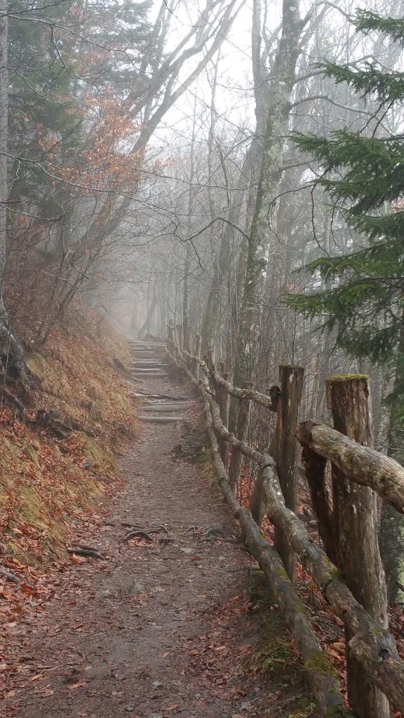 TracyMorris1971's tweet photo. Appalachian Trail on a foggy,rainy Tennessee day #bucketlisthike @allwaysean http://t.co/8N2V8l8vLo