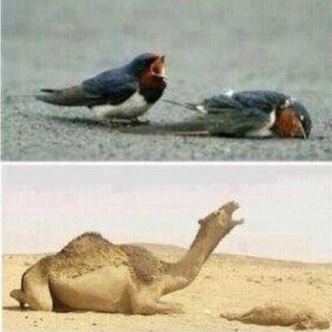 ArbMa8's tweet photo. حتى الحيوانات لا تتحمل فراق أحبابها !!! https://t.co/GZTKGyNLEP