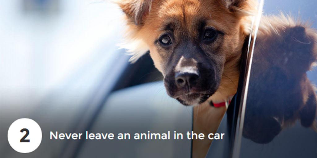 AnimalsAus's tweet image. NEVER leave an animal in the car — not even for 30 seconds. It's just not worth the risk.

#AussieSummer