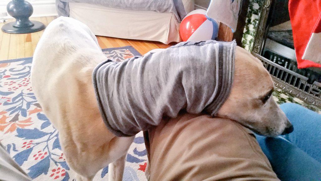 HeavyDiscBlog's tweet image. Max the whippet sporting the winter wear.