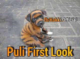 Haswanth_Ak's tweet photo. Exclusive :FL of Pule 
#PulsatingYennaiArindhaalTrailer http://t.co/enBhW7InCo