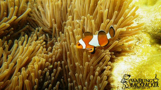 udarido's tweet photo. Clown fish at Pasumpahan Island http://t.co/Say1e7Fedd