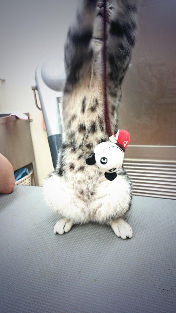 ほんま可愛いわ(*´-`)