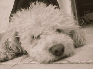 BeatrizBorrallo's tweet photo. Ya te echo de menos espero que nos estés esperando donde estés te e querido y te quiero aun sin tenerte n te olvidare http://t.co/Rk0V83Tak5