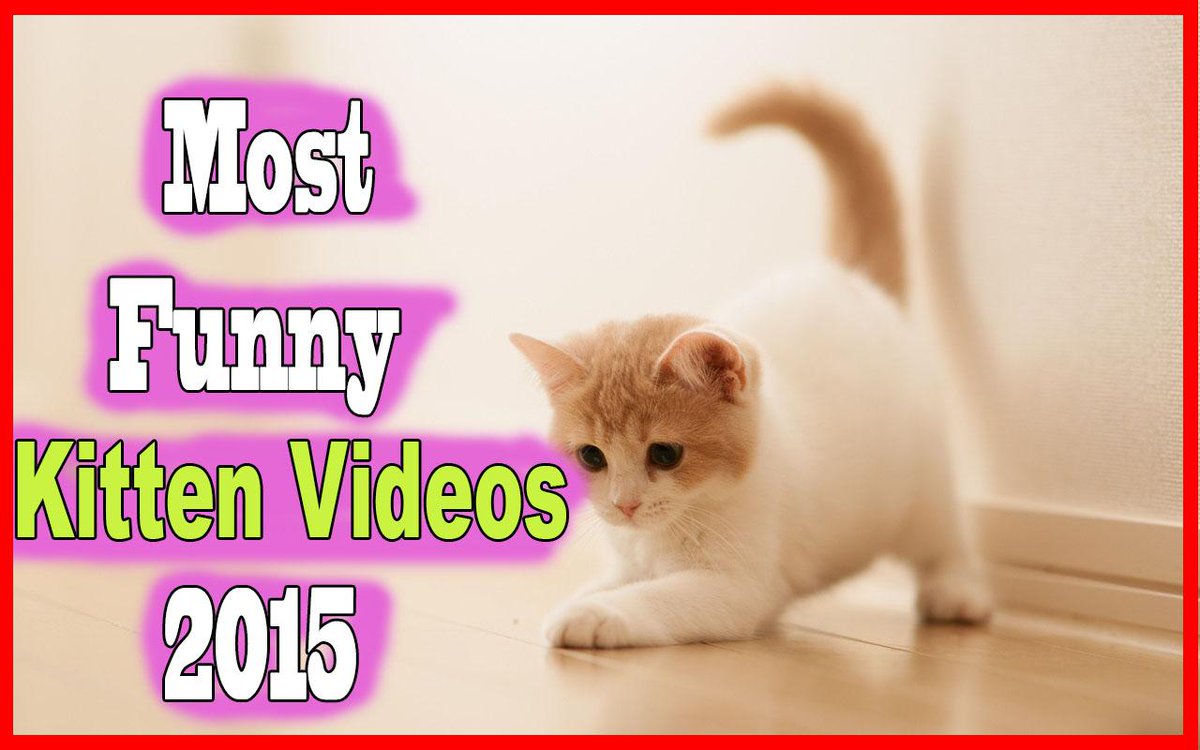 american_geo's tweet photo. Most funny kitten/ Cats Video Watch it and comment on it at youtube

https://t.co/Q3nLztfobc http://t.co/GgJg9FOtZ8