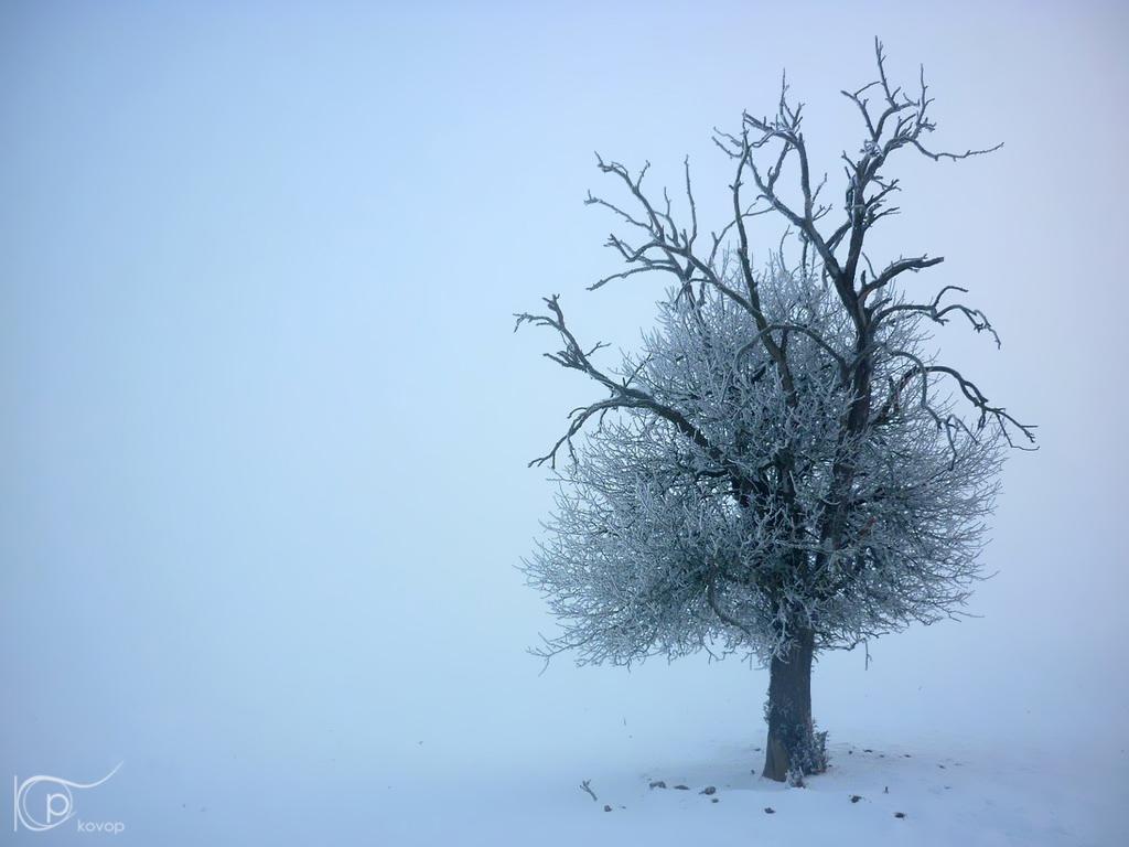 kovop58's tweet image. You never know what is hidden in the winter mist. #strangetree #photography